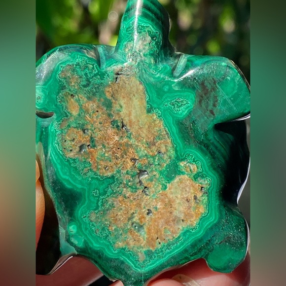Malachite Turtle - Picture 2 of 16